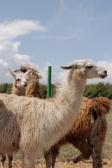 Beautiful alpacas in the park on a sunny day