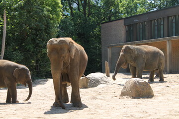 Elefanten im Tierpark