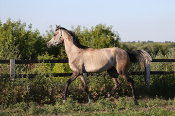 Young arabian horse trotting in a paddock. Mare in a field on summer evening