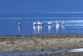 Trumpeter swans in Skagway Alaska
