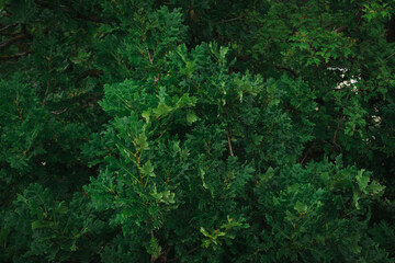Green oak leaves background. Plant and botany nature texture
