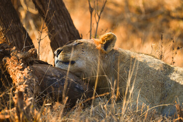 A lion having a nap on a lazy mid-morning, Kruger National Park, South Africa