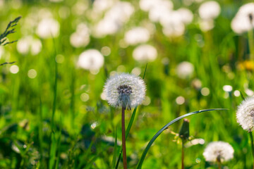 A field of fluffy white dandelions on a sunny summer day, the flowers scatter their seeds in the wind