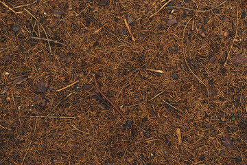 Pine bumps and needles lying on the ground. Organic texture.