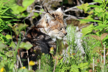 Lynx in Skagway Alaska