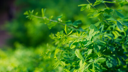 Green background of acacia plant leaves, tender greens, light green fresh foliage in spring or summer