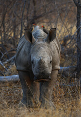 A young white rhino with red-billed oxpeckers on its back on the woodlands of the Greater Kruger...