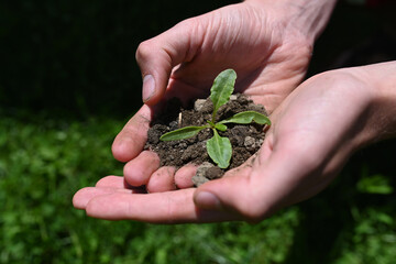 mani lavorare la terra piantina seme seminare 
