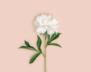 Obraz premium One natural fresh white peony flower with green leaves on millennial pink background. Minimal greeting card.