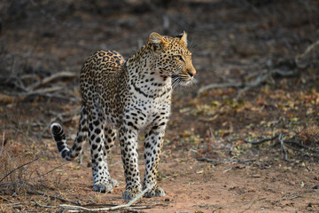 An african leopard (Panthera pardus pardus) stalking a prey, Greater Kruger area, South Africa