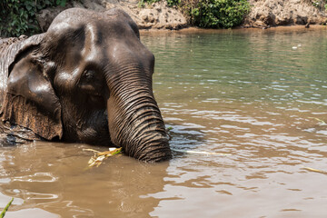 éléphant asie bain 
