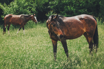 Naklejka na ściany i meble Beautiful horses grazing in the meadow.