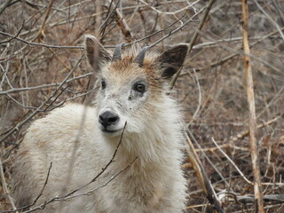 森の中の二ホンカモシカ