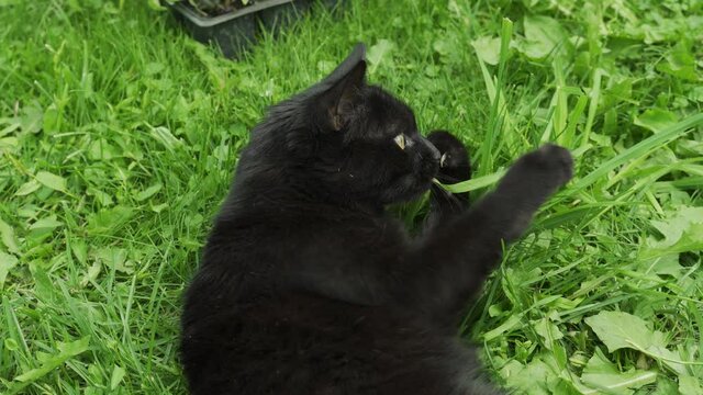 Black cat playing with a leaf lying on the grass