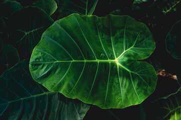 Green Leaves. This Picture conveys the importance of Natural Forests.