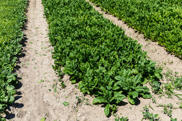 spinatfeld in lyssach bei innovativem bauer region bern