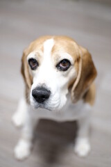 cute beagle dog portrait