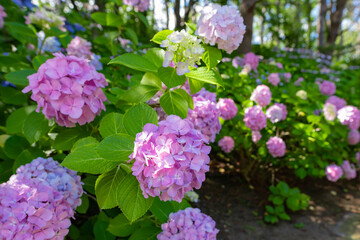 神奈川県横浜市八景島のあじさい