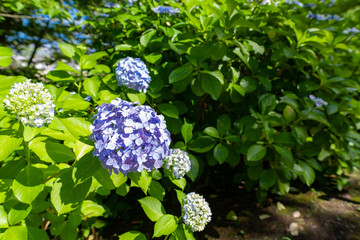 神奈川県横浜市　八景島のあじさい