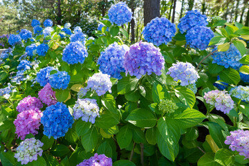神奈川県横浜市　八景島のあじさい