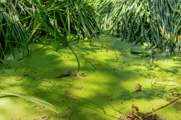 Bight green swamp full of duckweed