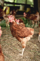 Hens in bio farm.,Chickens in farm at day.
