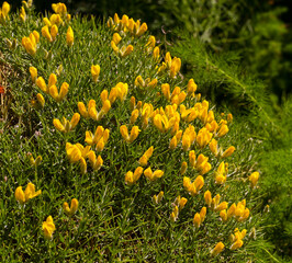 Horrible broom (Echinospartum horridum or Genista horrida). KIT Karlsruhe, Baden Wuerttemberg,...