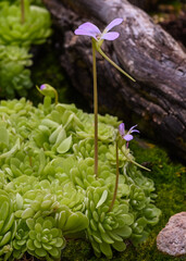Blossom and leaves of a mexican butterwort (Pinguecula esseriana). Botanical Garden, KIT Karlsruhe, Germany, Europe