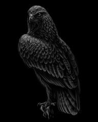 A hawk sitting on a branch. A black-and-white, graphic portrait of a flying hawk on a black background. Digital vector graphics. 