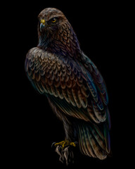 A hawk sitting on a branch.. A color, graphic portrait of a flying hawk on a black background. Digital vector graphics.