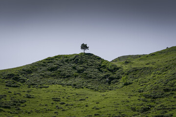 Un arbre seul © nicolas