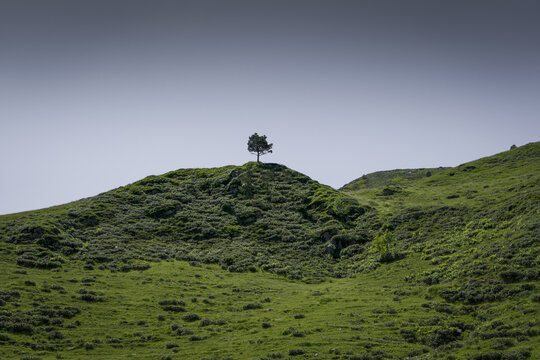 Un arbre seul