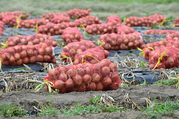 Harvested onions in the onion field.
