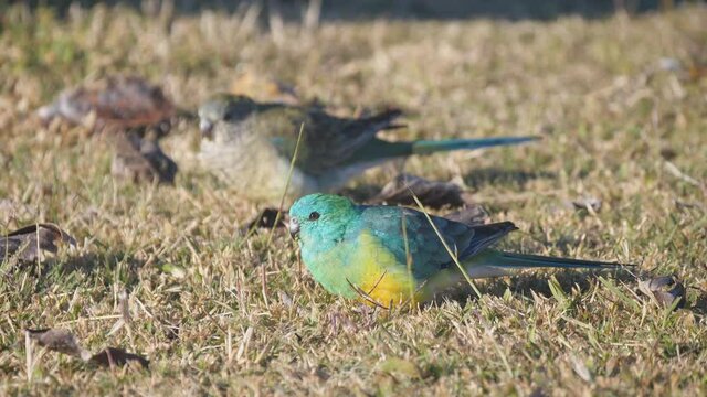 close high frame rate shot of a pair of red-rumped parrots feeding on the ground at tamworth in nsw, australia