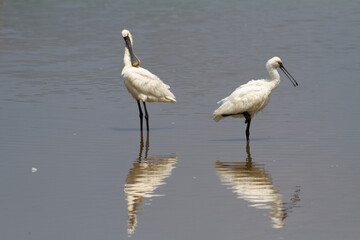 Spatule Eurasienne Platalea leucorodia pêchant dans des eaux peu profondes