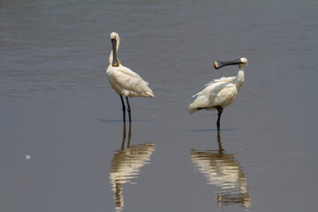 Spatule Eurasienne Platalea leucorodia pêchant dans des eaux peu profondes