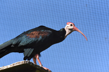 tropische Vögel © R+R