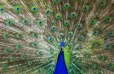 Fototapeta premium Male peacock unfurling its beautiful and attractive feathers. Nature or zoo concept