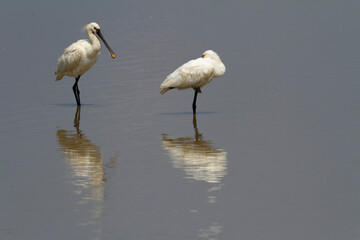 Spatule Eurasienne Platalea leucorodia pêchant dans des eaux peu profondes