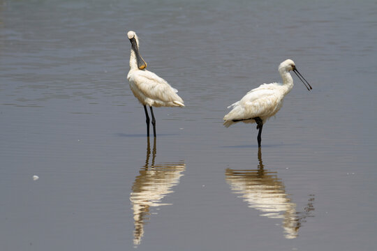 Spatule Eurasienne Platalea leucorodia p&ecirc;chant dans des eaux peu profondes