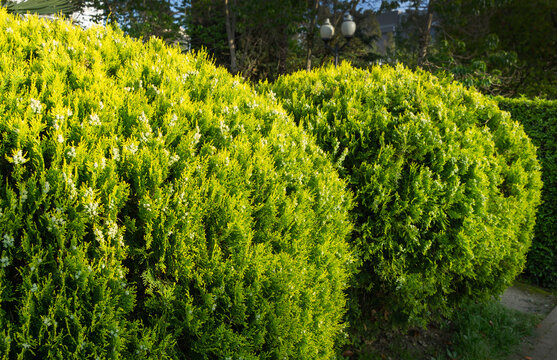 Formed thuja tree (Platycladus orientalis) in spring Sochi city park. Platycladus orientalis also known as Chinese thuja or Oriental arborvitae). Selective focus. Nature concept for background design
