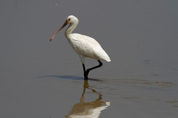 Spatule Eurasienne Platalea leucorodia pêchant dans des eaux peu profondes