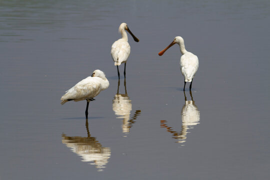 Spatule Eurasienne Platalea leucorodia p&ecirc;chant dans des eaux peu profondes