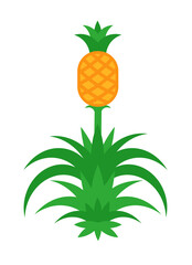 Pineapple tree with fruit. Vector illustration Isolated on white.