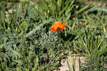 red poppy flower