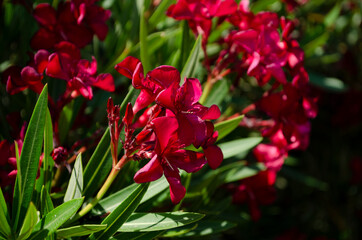 Close up view pink oleander or Nerium flower blossoming on tree. Beautiful floral background