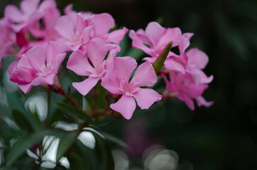 Close up view pink oleander or Nerium flower blossoming on tree. Beautiful floral background