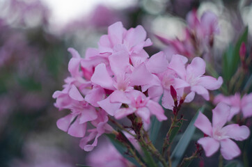 Close up view pink oleander or Nerium flower blossoming on tree. Beautiful floral background