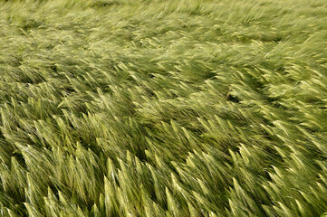 green barley filed in the wind texture