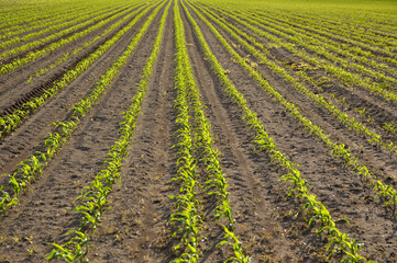 Fototapeta na wymiar young green corn field in spring